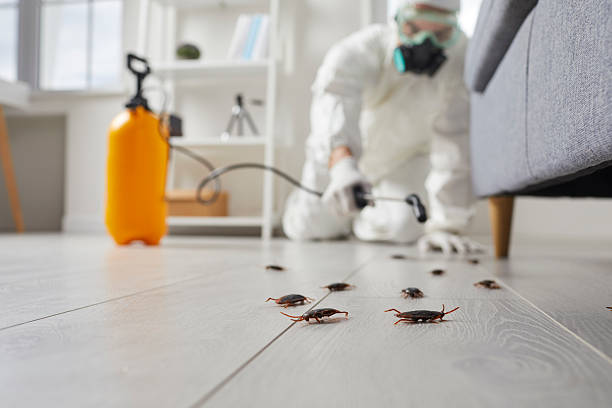 Commercial Kitchen Cockroach Control in August
